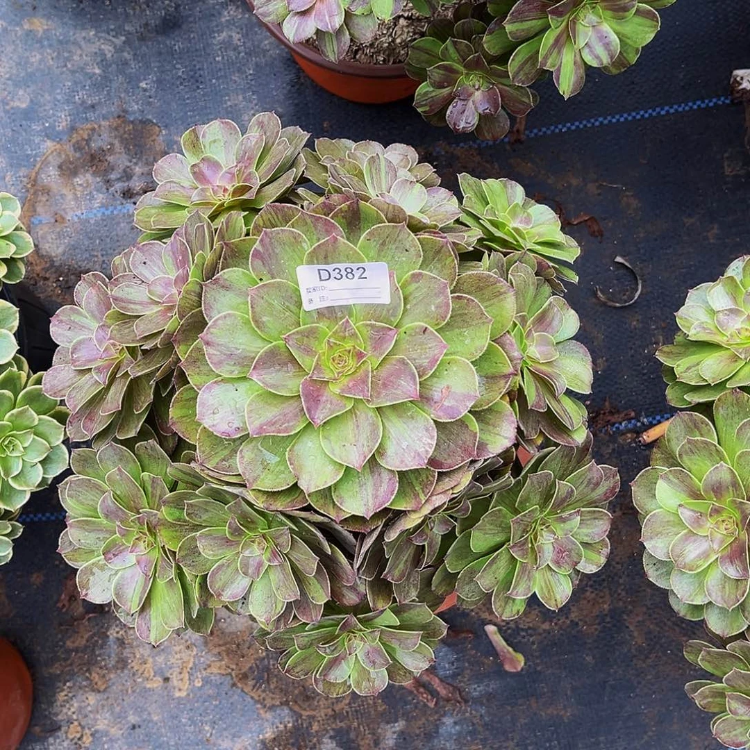 多肉植物382万圣节拉丝
