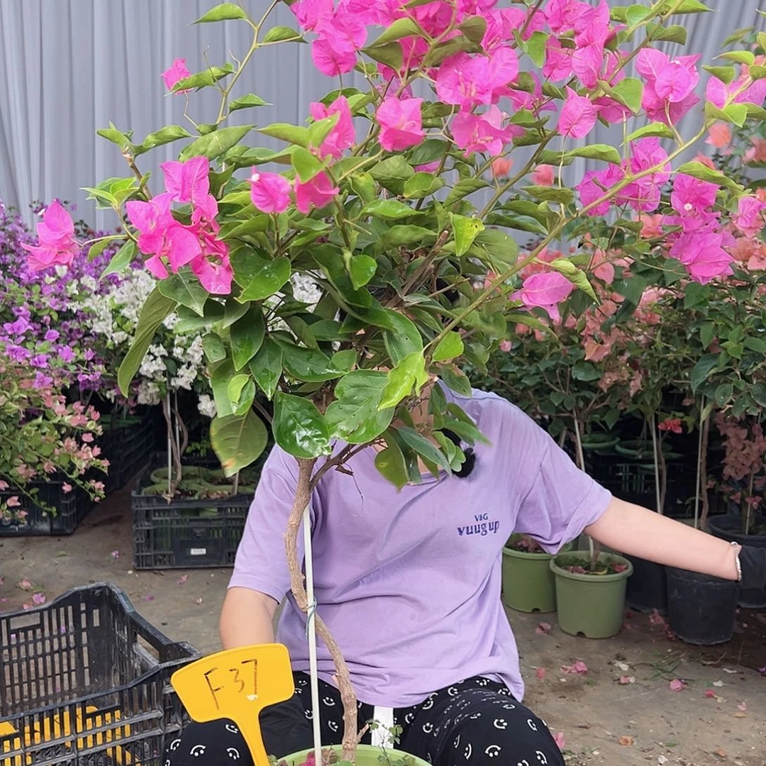 向***葵大部分花苞少量开放F37宫粉
