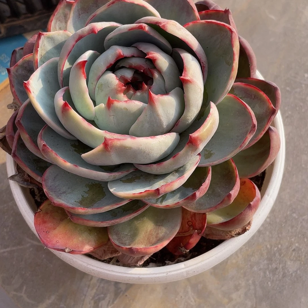 惊鸿多肉多肉多肉