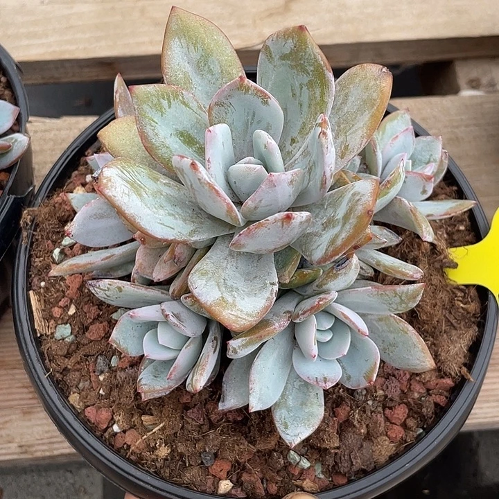 奶茶多肉植物群生188