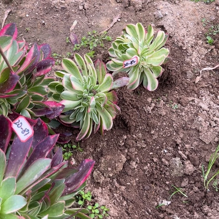 20-82海王亮牌1一个地理多肉