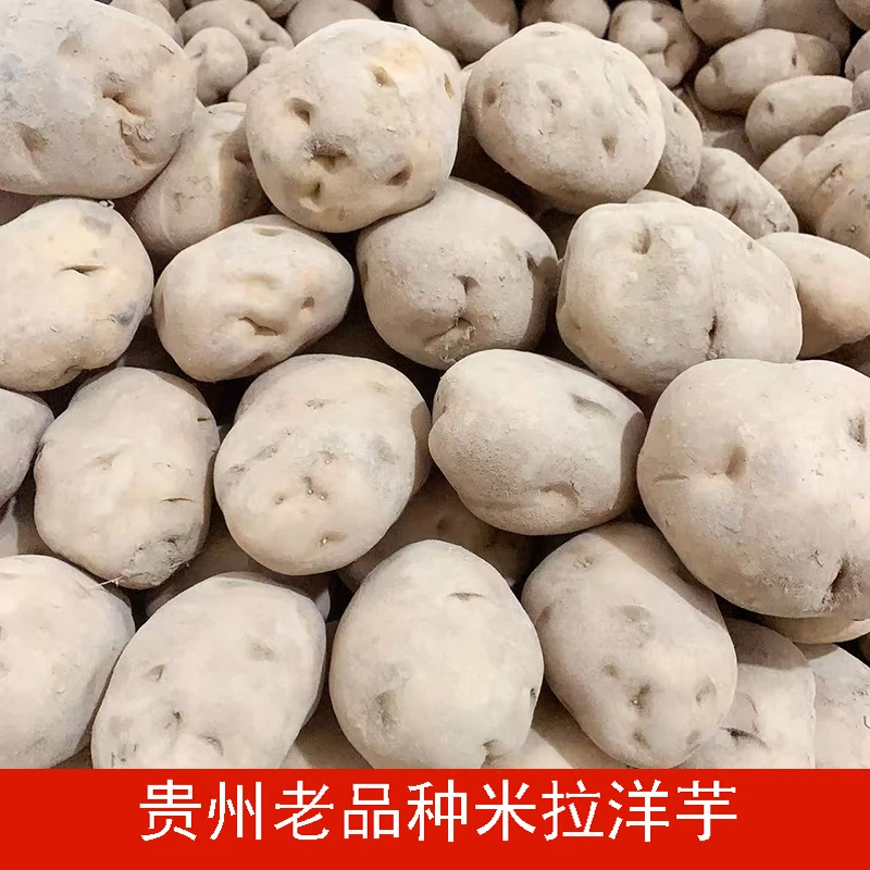 贵州农家自种黄心土豆本地洋芋高山土豆新鲜现挖马铃薯