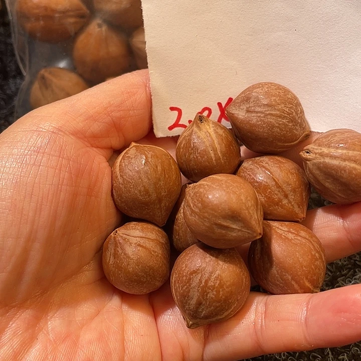 周***渊橄榄核吊坠2.0✖️2.5