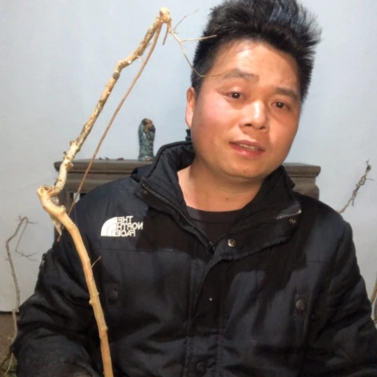 盆景素材盆栽绿植