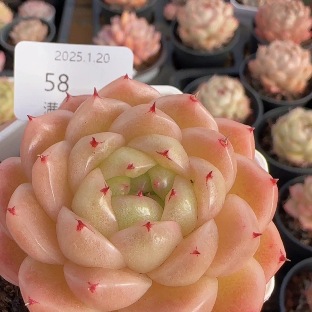 麦秆单头一颗脱土