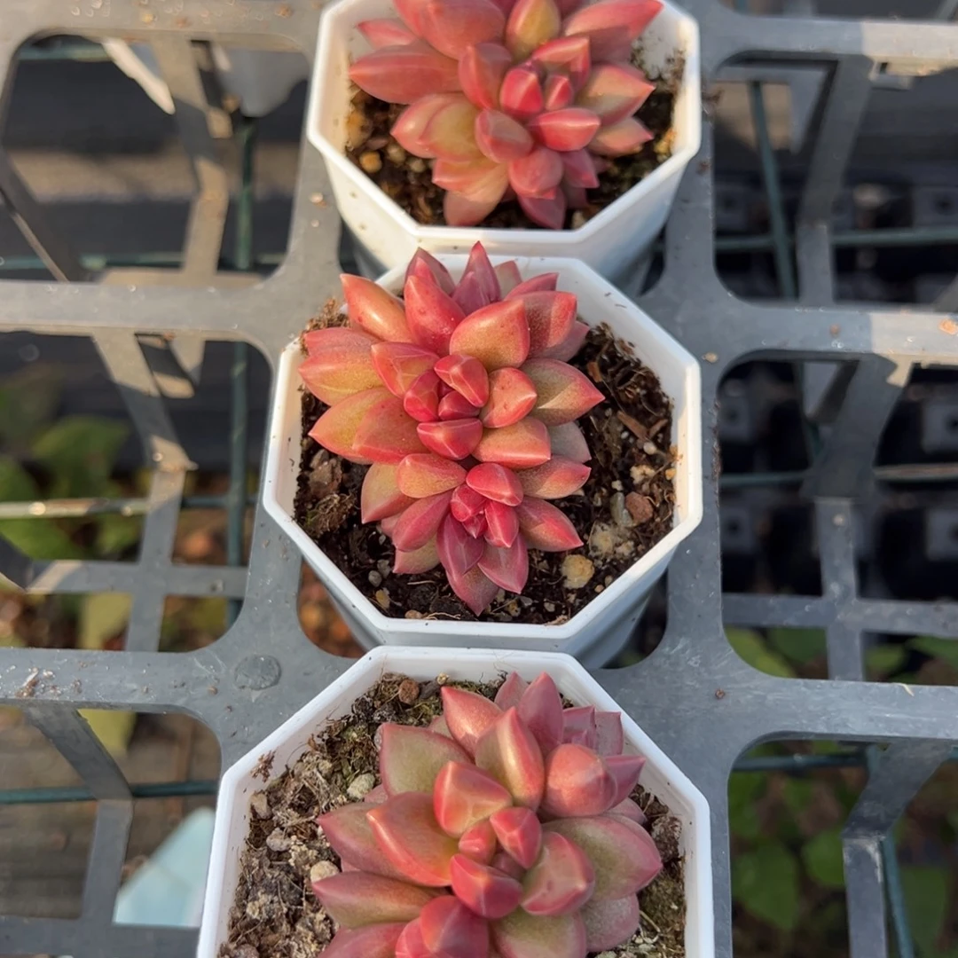 迷雾泡泡三头到手1颗量拍多肉满18元包邮下午发货