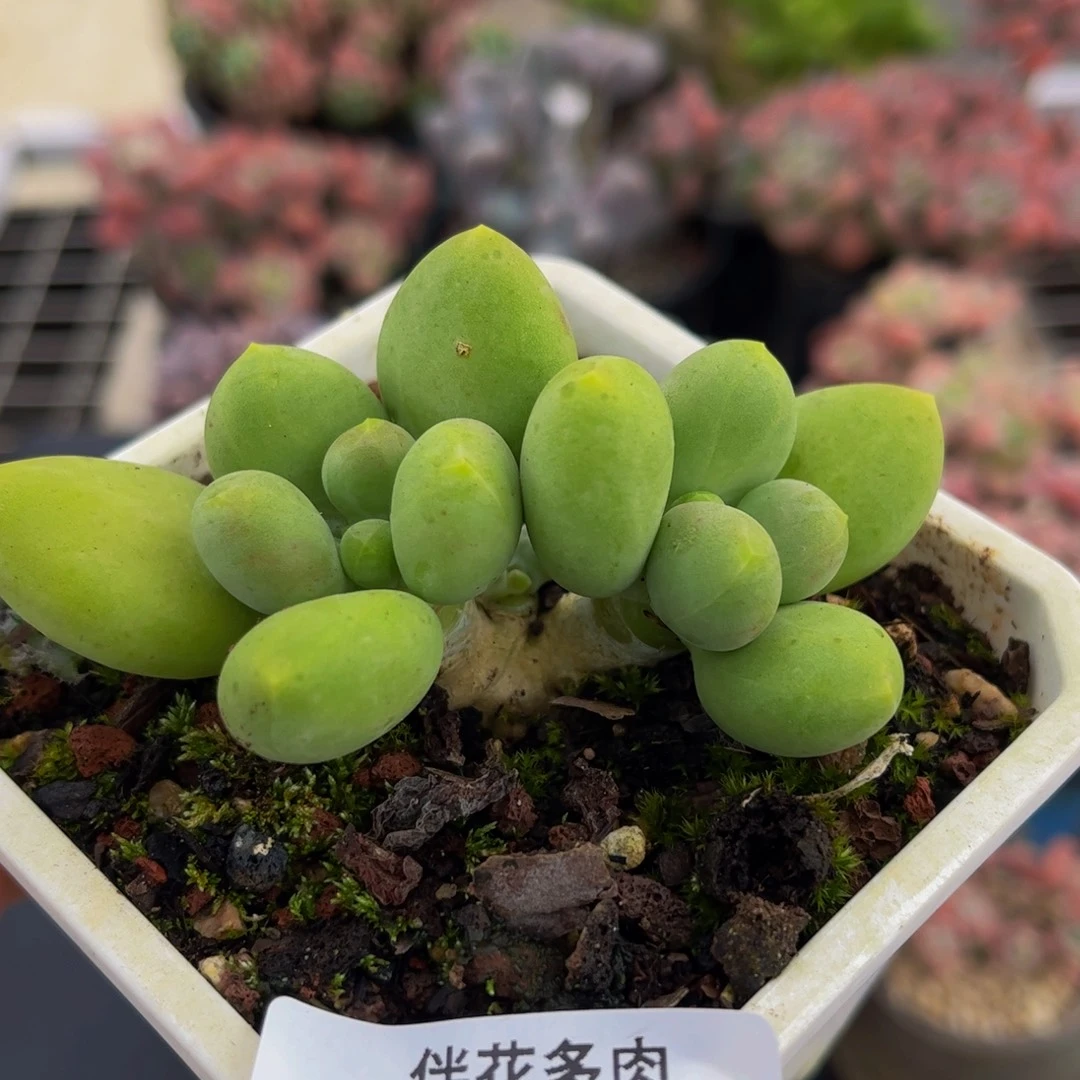 150-芒果奶多肉7cm