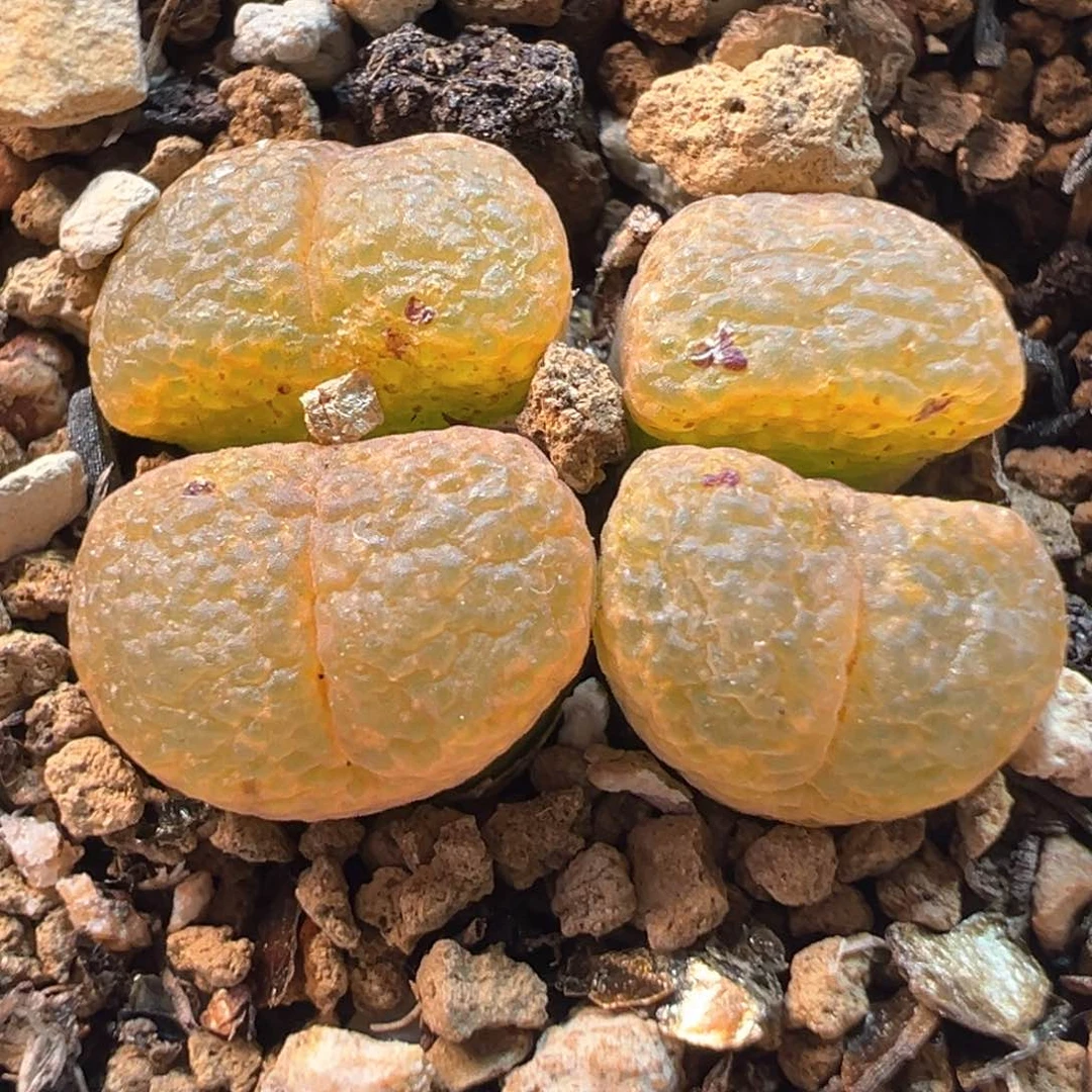 多肉植物盆栽栽培技术285