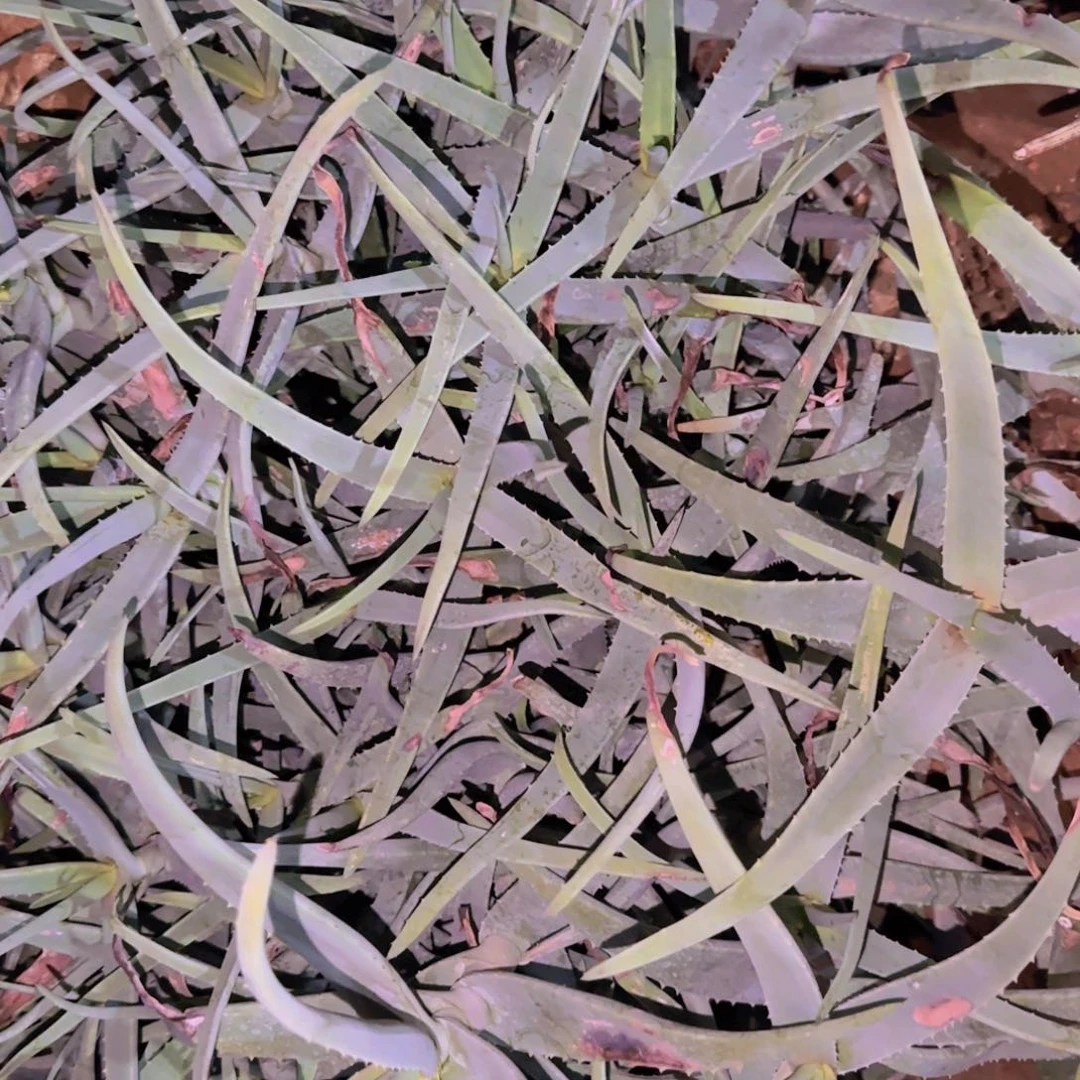 块根植物块根植物