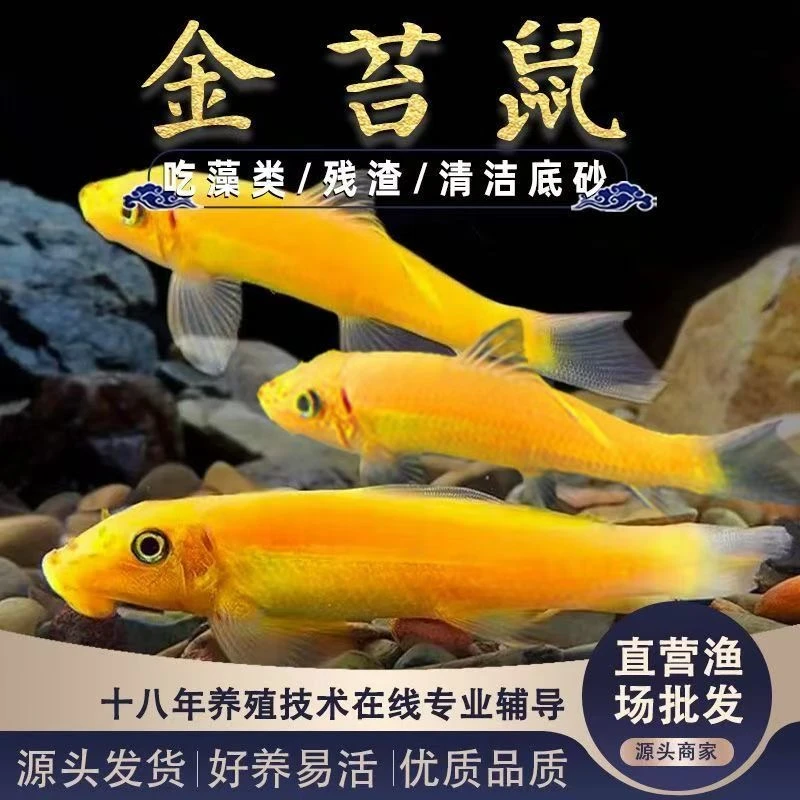 金苔鼠老鼠热带观赏清洁鱼清道夫青苔鱼缸除藻清洁工具粪便清洁鱼