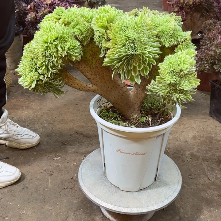 精品法师福利多多