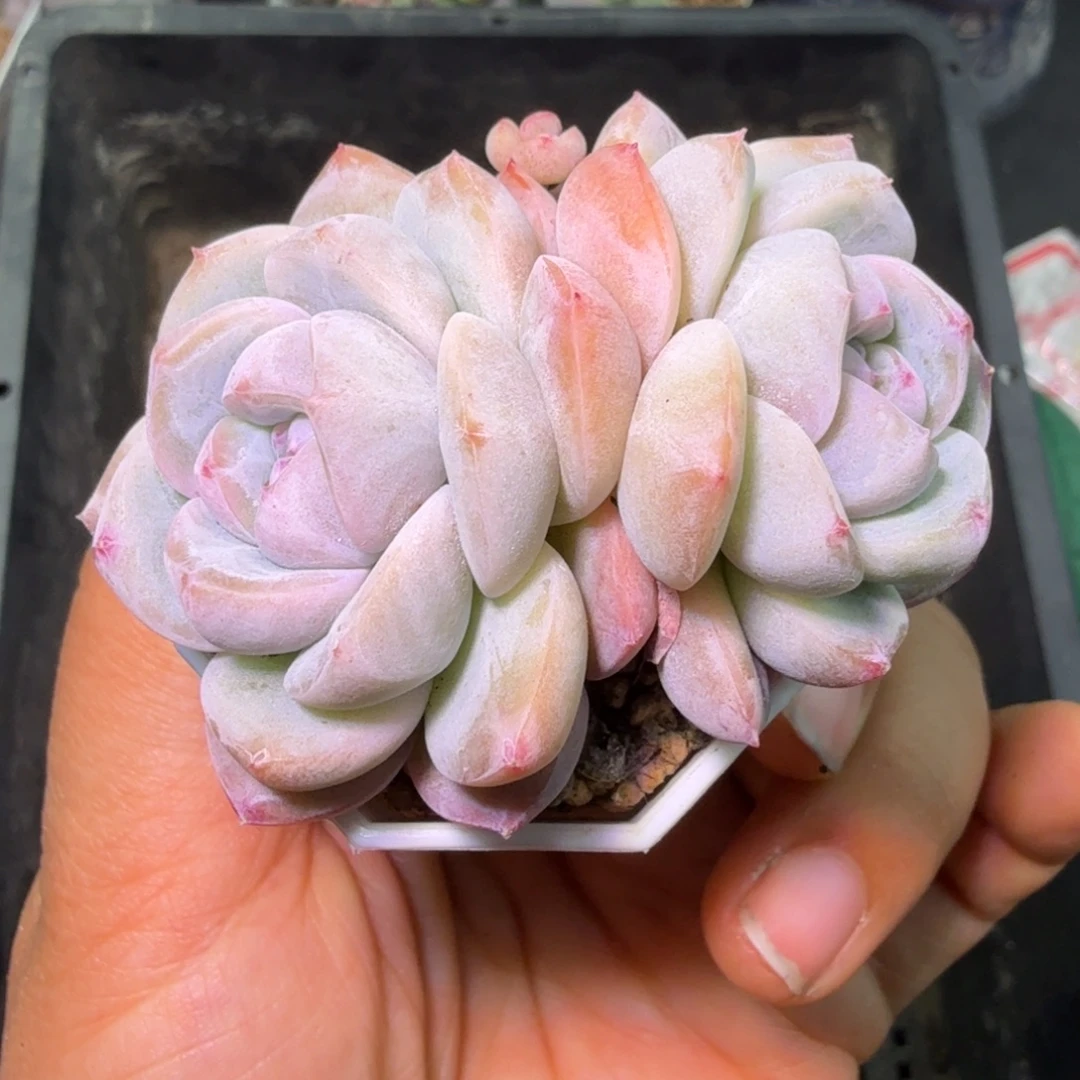 优选刚毅开播福利