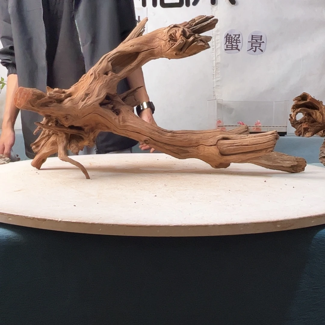 沉木造景爬宠造景