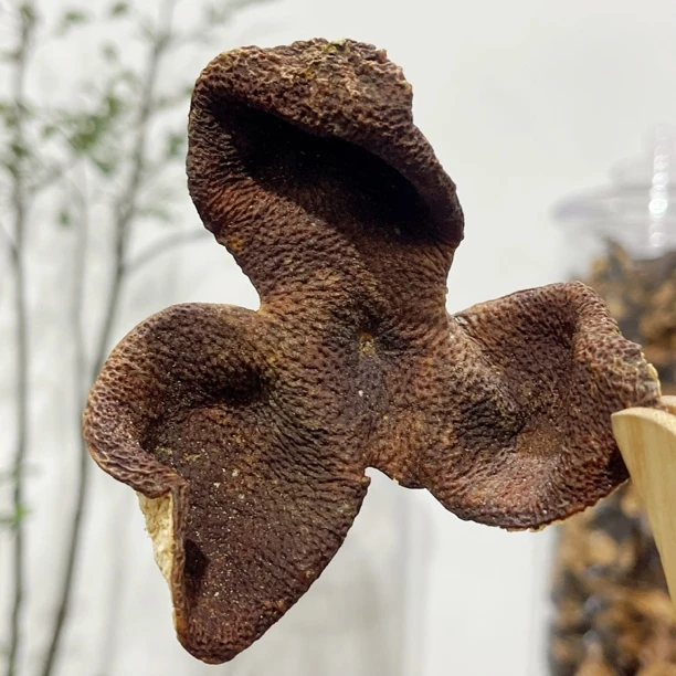 【2020梅江圈枝冬后大红皮】核心一线产区 甘香甜润 梅子香气