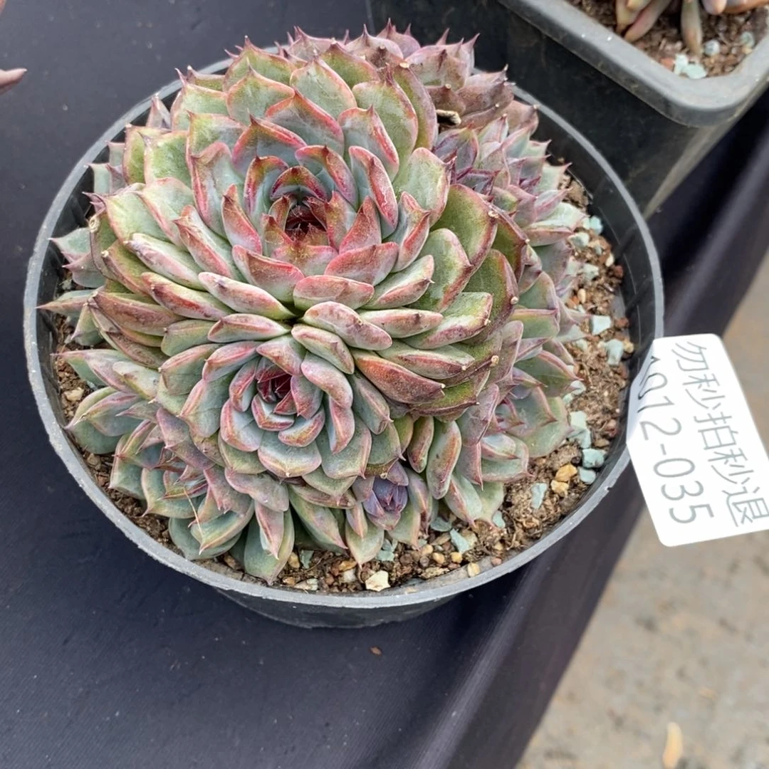 两单包邮1012-35蓝莓