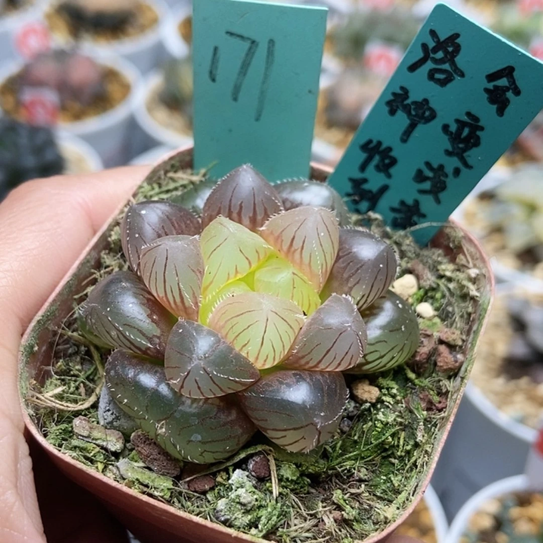 171洛神玉露11111
