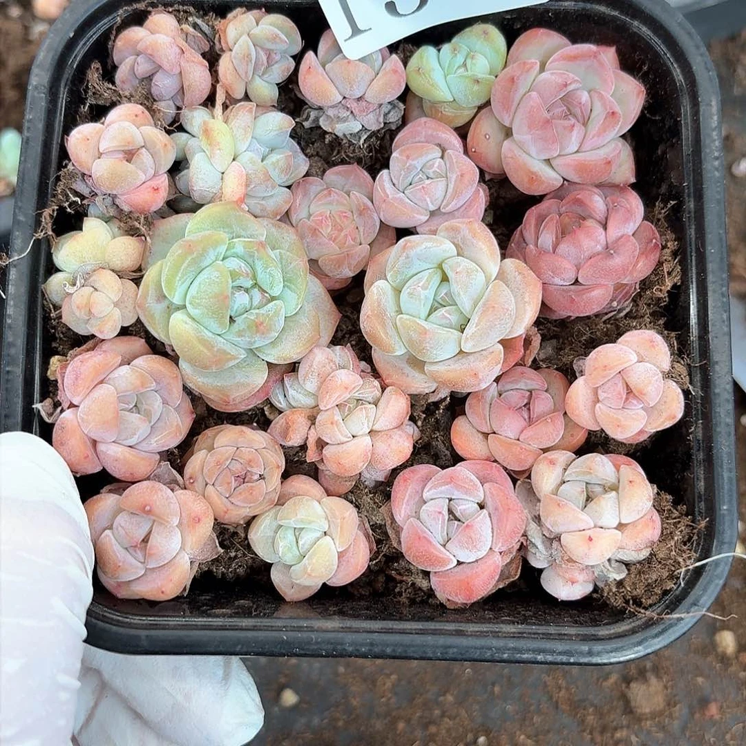 多肉植物多肉植物13