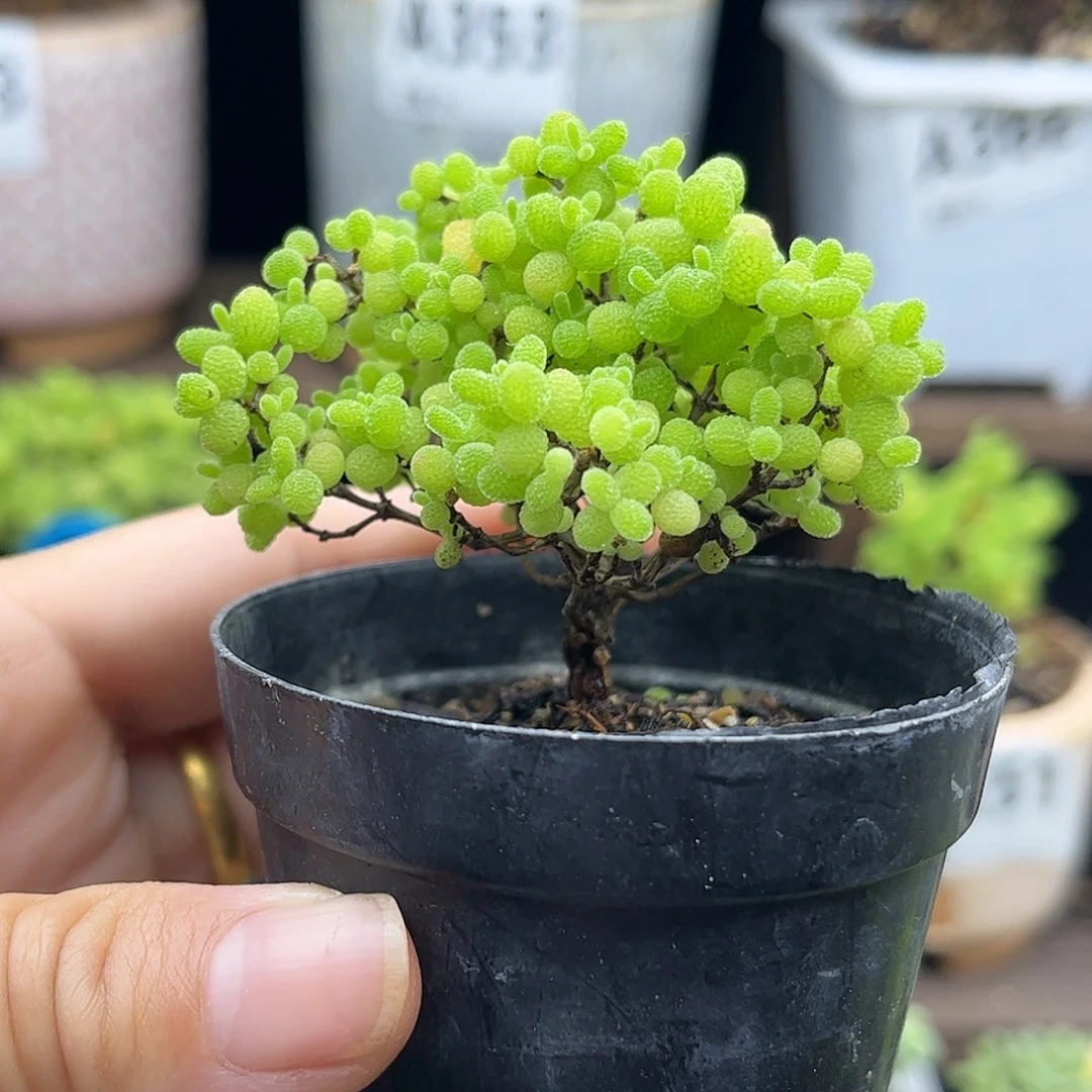 29蜜桔糖球优选枝干番杏