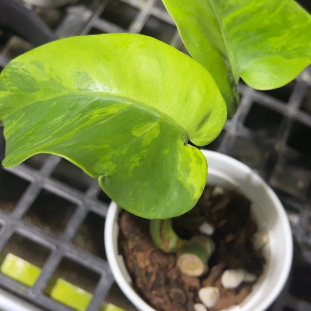 完全开放绿珊瑚一段