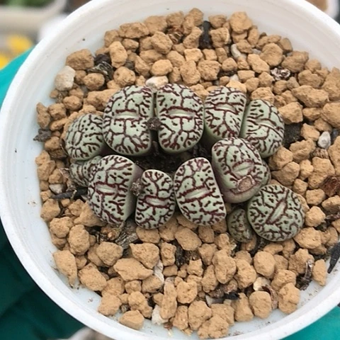 多肉肉锥 13头墨小锥