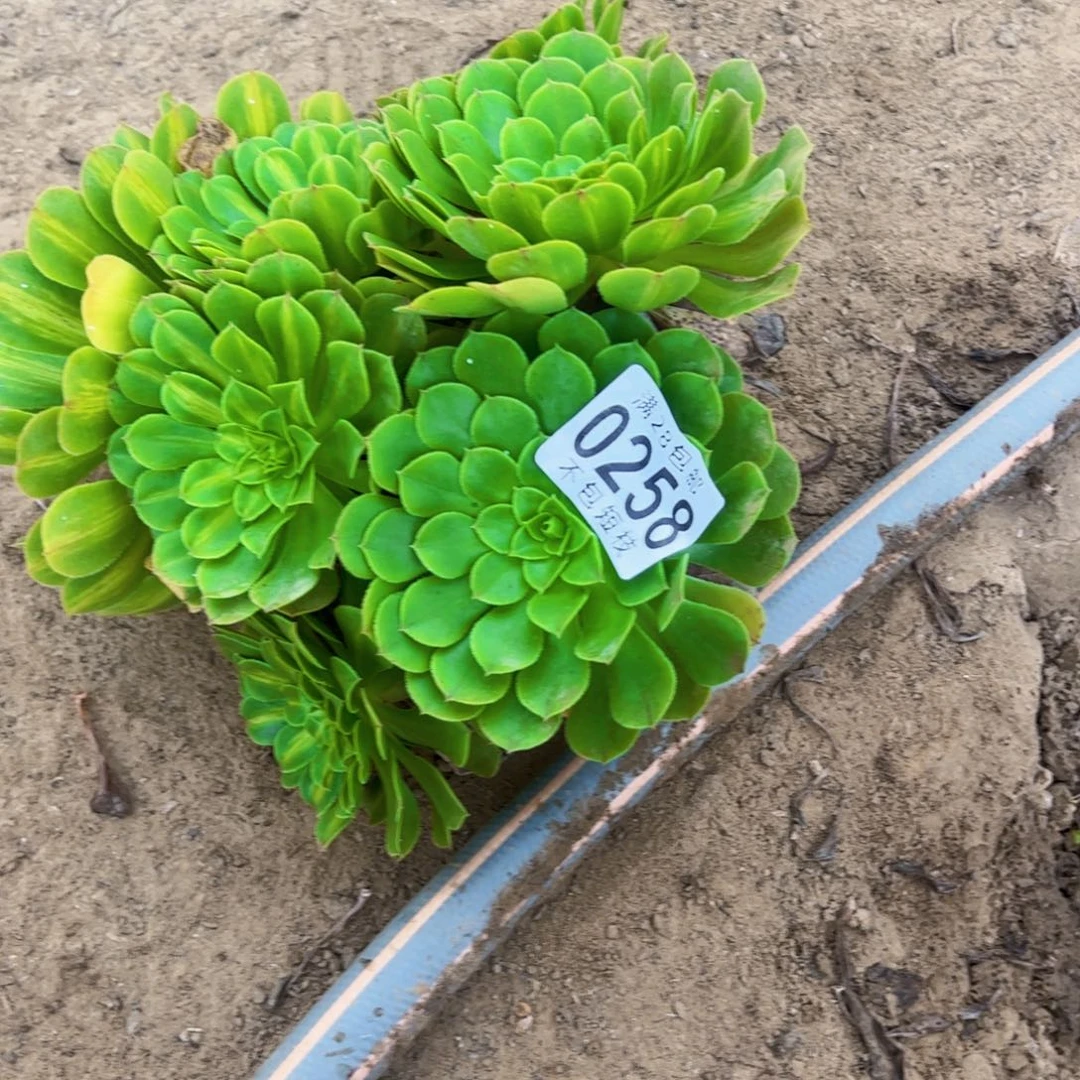 无根知否多肉植物0258