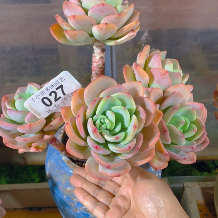 名*谢谢你的支持00000027