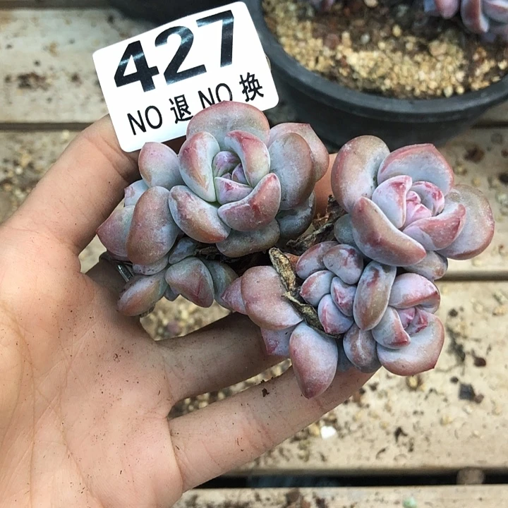 星影石榴籽福利出咯 424