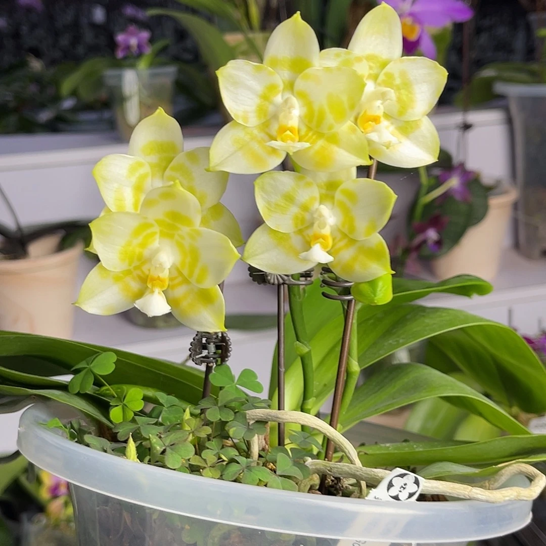 大量花朵（建议范围：8朵-15朵 或40%以上）编号919弥陀绿虎