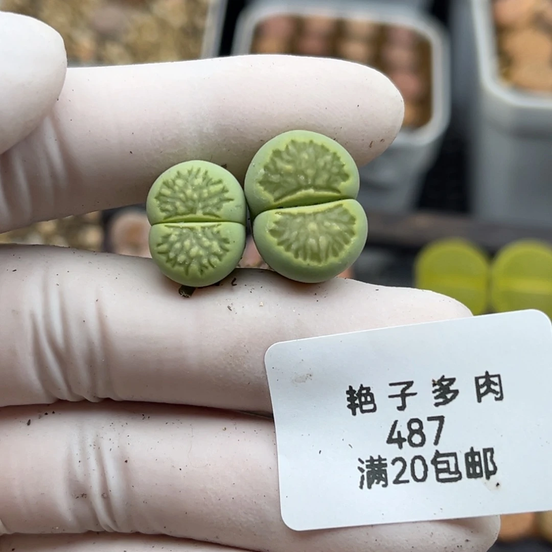 h**a487号一首两颗绿菊发货