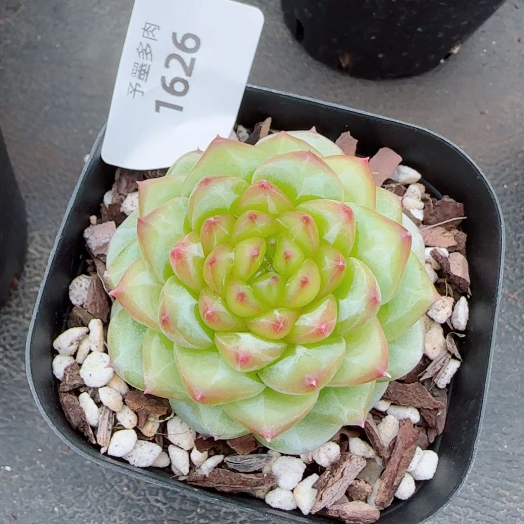 浮橘，1626多肉植物