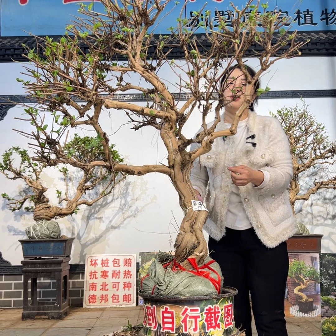 无花朵金银花8888
