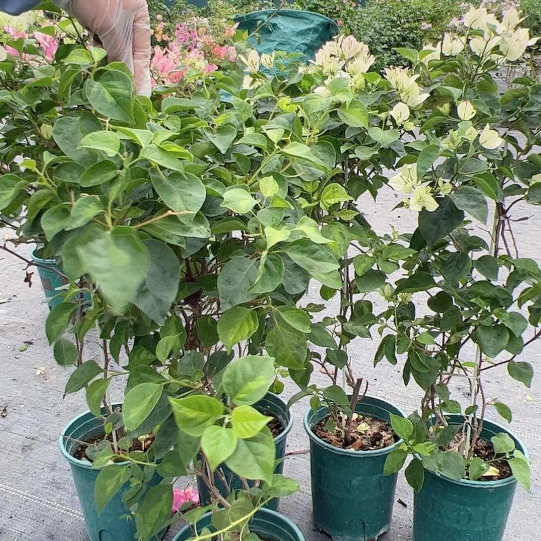 大部分开放少量花苞五宝一颗