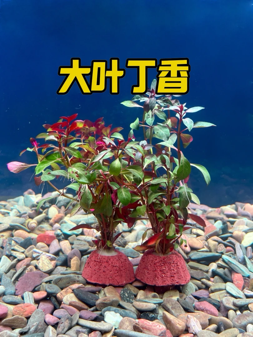 【大叶丁香】水草鱼缸造景火山石新手水草懒人绿植物中后景真草