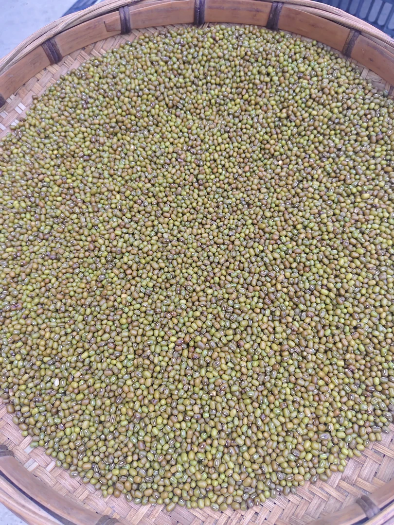 新鲜农家绿豆易烂出沙适合熬绿豆汤发豆芽