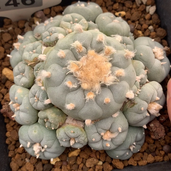 【闪购商品】实生白机群