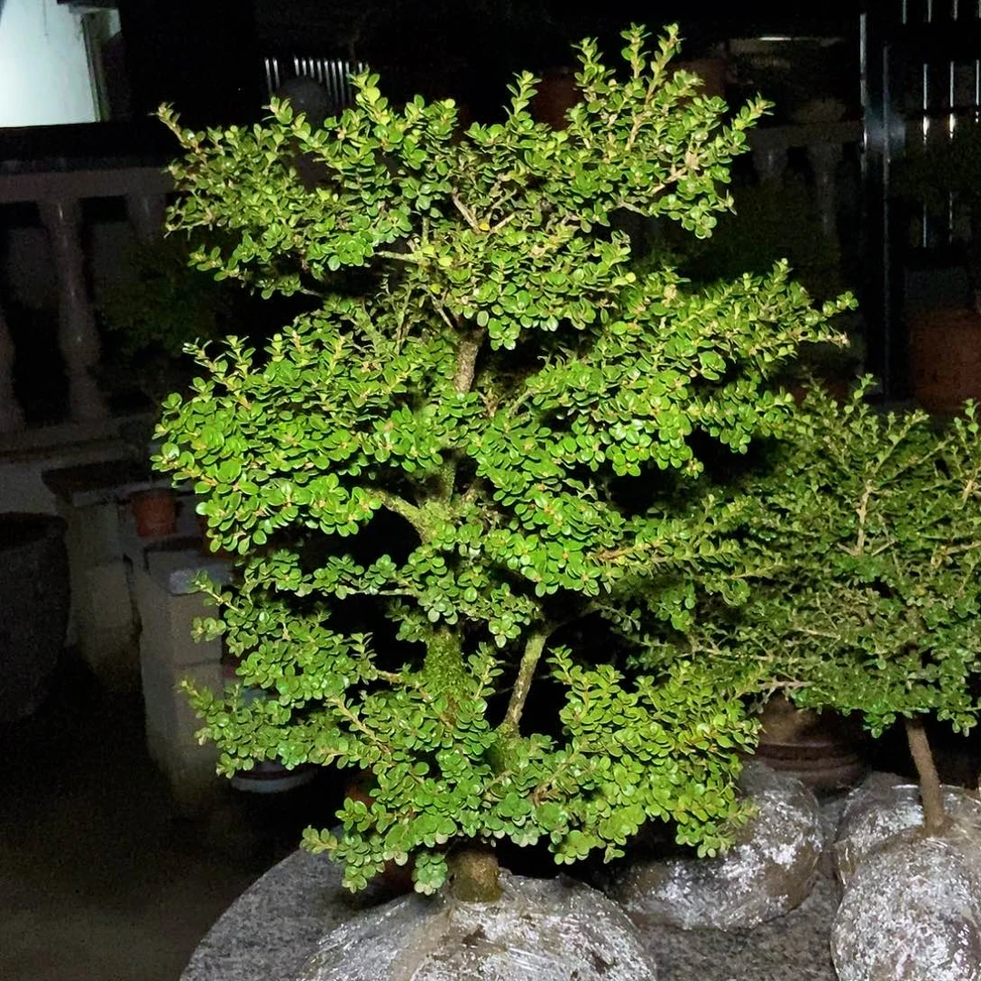 忠***哥安徽万佛山珍珠黄杨