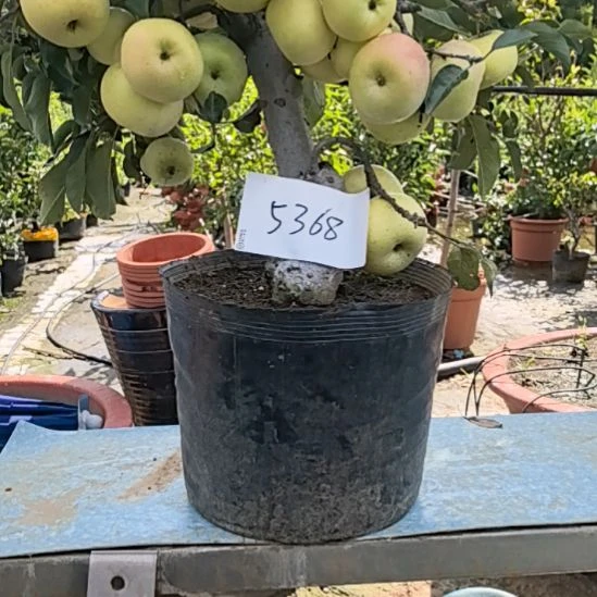 完全开放精品苹果盆景