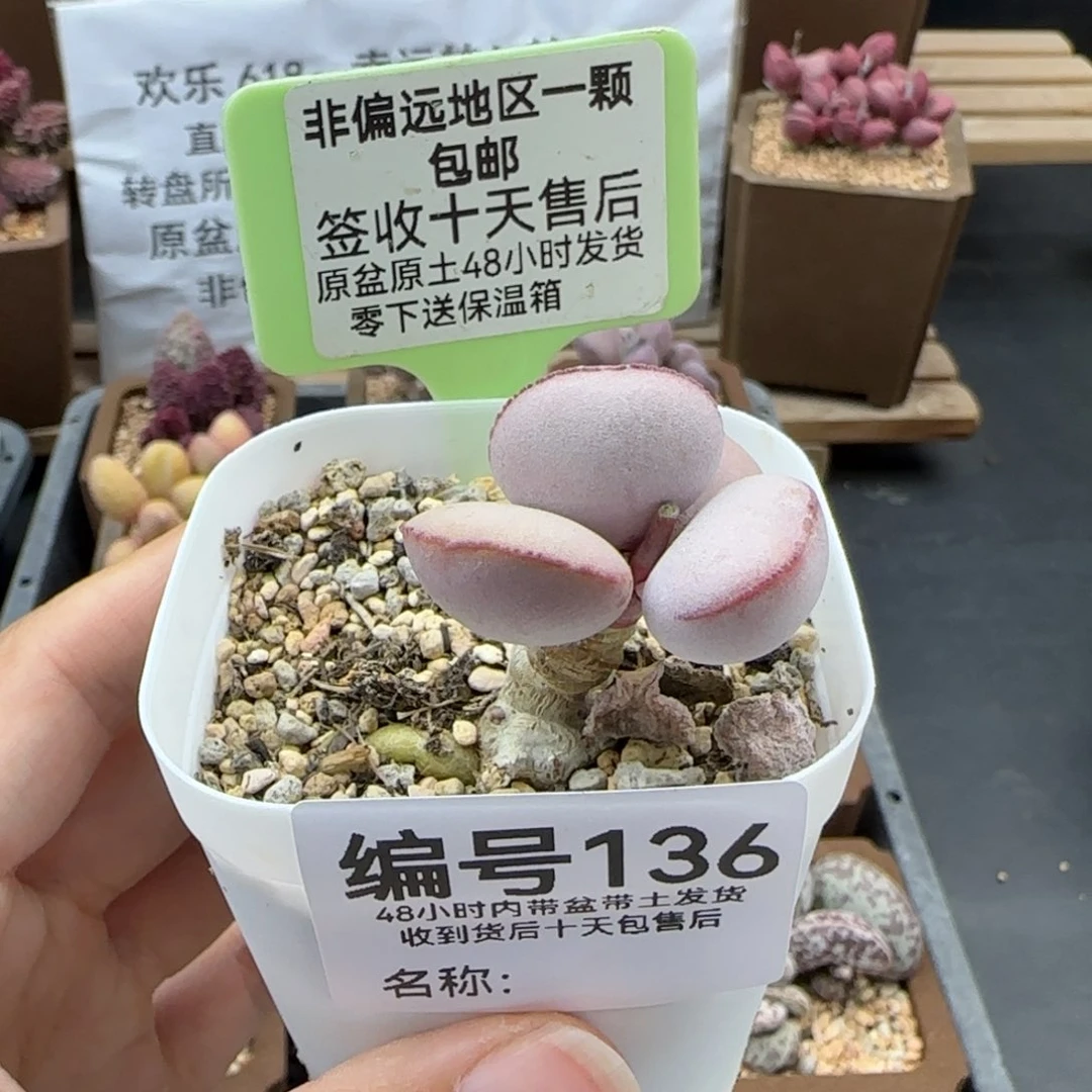 136白肌红蛋多肉