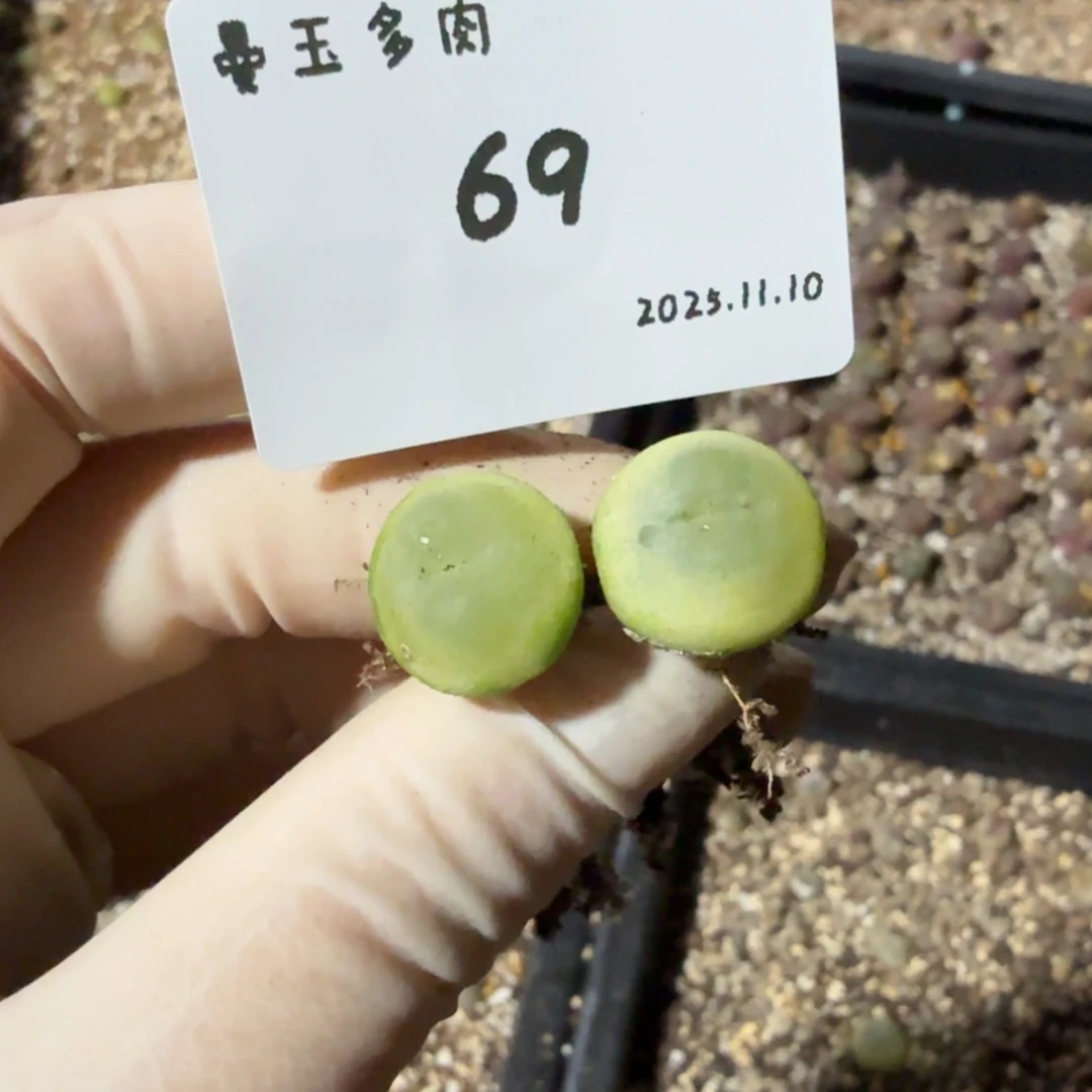 一***梅多肉多肉多肉11.10-069