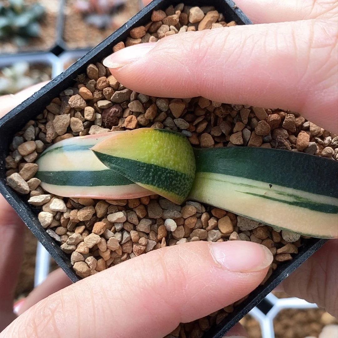 红陶656号卧牛锦一物一拍