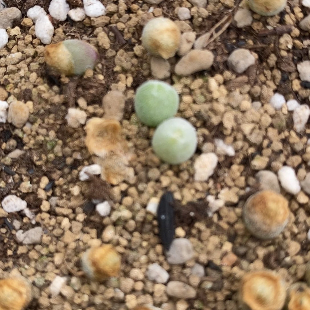 园艺小宝辉1颗。