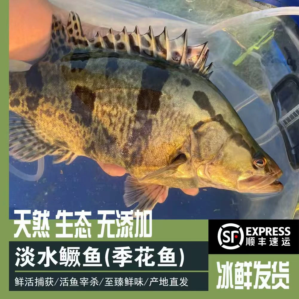 淡水鳜鱼季花鱼现捕现称鲜活宰杀冰鲜发货（顺丰包邮）