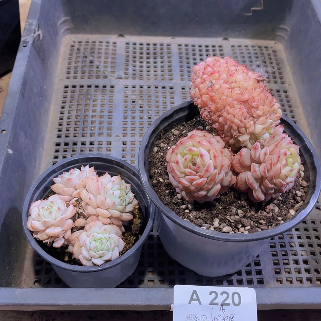 多肉220多肉植物