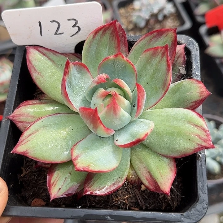 惊鸿一物一拍包装收缩花旱123