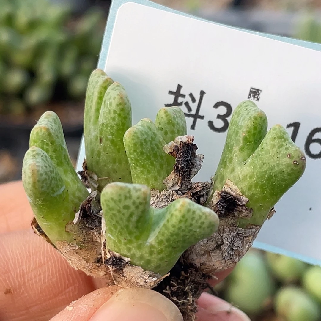 30-16鹿角斑马肉锥