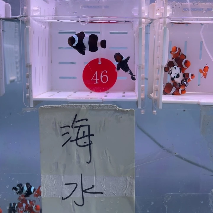 海水鱼瑕疵奥黑2条3-4