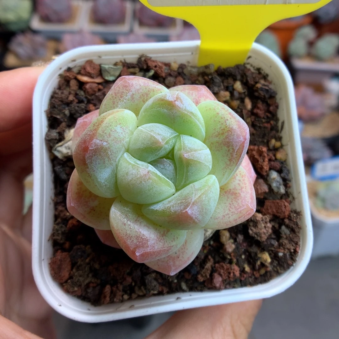 30琥珀冰玉多肉植物
