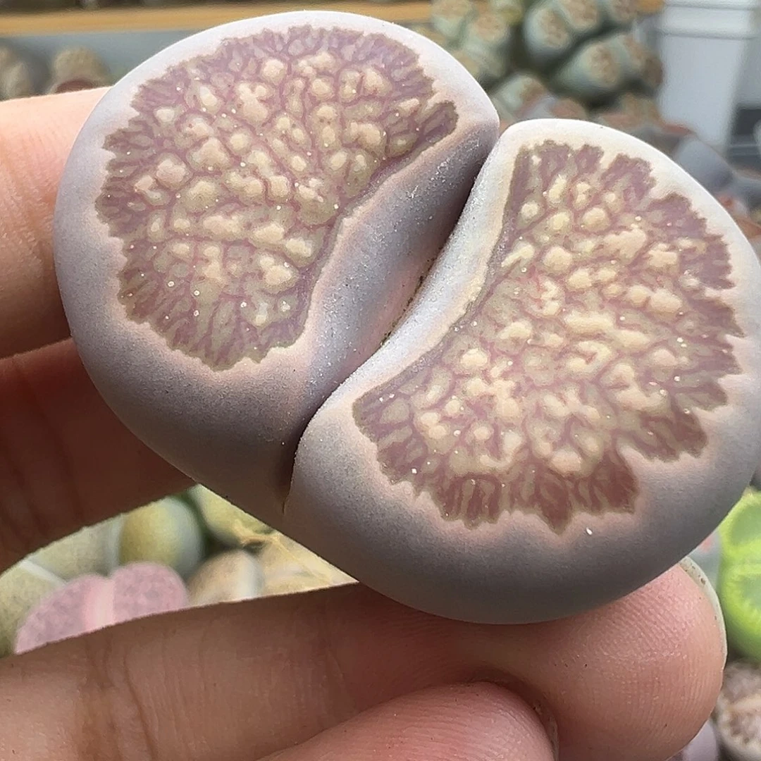 3692超美巨型菊4厘米福利清