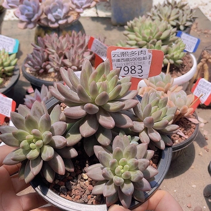 7983水晶球。