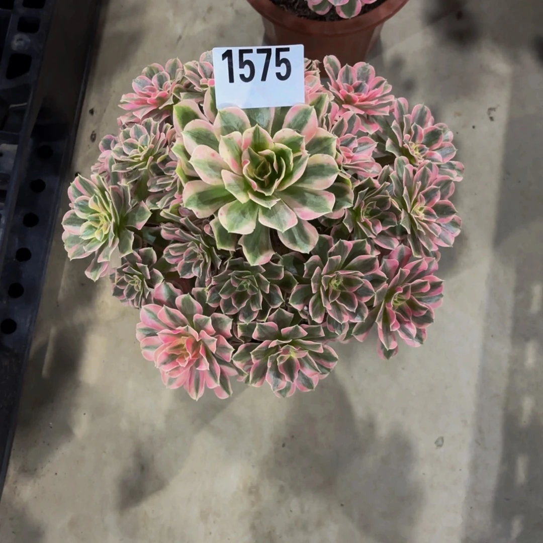 无花朵1575男神111111